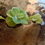 Pistia stratiotes ഇല