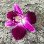 Dendrobium victoriae-reginae Blomst