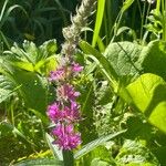 Lythrum salicaria Blüte