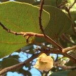 Piliostigma thonningii Folha