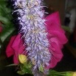 Agastache foeniculumफूल