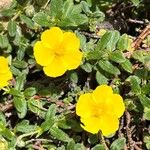 Helianthemum nummulariumCvet