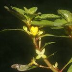 Ludwigia inclinata Квітка