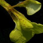 Lindenbergia grandiflora Leaf