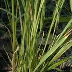 Sphenopholis intermedia Hábito