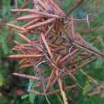 Indigofera heterantha Fruit