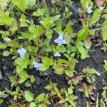 Lindernia dubia 形態