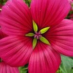 Malva trimestrisফুল