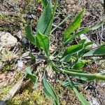 Bupleurum rigidum Leaf