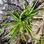 Eryngium paniculatum Leaf
