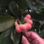 Magnolia kobus 果實
