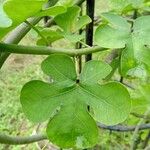 Tropaeolum ciliatumFoglia