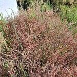 Salicornia fruticosa Vekstform