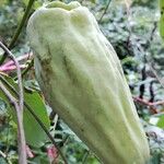 Araujia sericifera Frukt