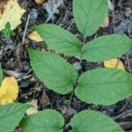 Aralia racemosa Blad