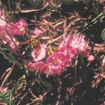 Kalmia polifolia Flower