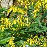 Senecio ovatusFlor