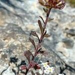 Iberis procumbens Deilen