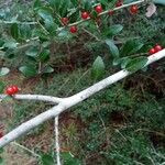 Ilex vomitoria Кара