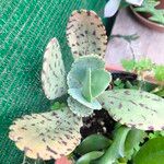 Kalanchoe marmorata Foglia