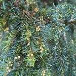 Taxus baccata برگ