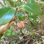 Grevillea meisneri ᱵᱟᱦᱟ