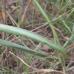 Loncomelos narbonense Blatt