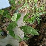 Eugenia wullschlaegeliana 叶
