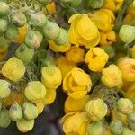 Berberis aquifolium 花
