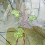 Ranunculus omiophyllus Leaf