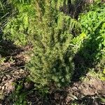 Picea glaucaBlatt