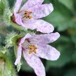 Erodium moschatum Flower