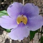 Thunbergia grandiflora Flor