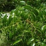 Swietenia mahagoni Ліст