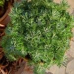 Artemisia schmidtiana Liść