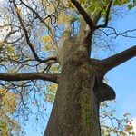 Acer cappadocicum বাকল
