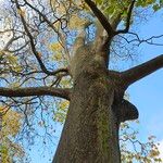 Acer cappadocicum Bark