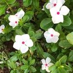 Catharanthus coriaceus 花