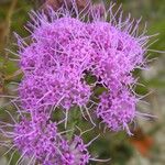 Carphephorus corymbosus Flor