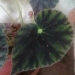 Begonia heracleifolia 叶