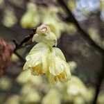 Corylopsis pauciflora Квітка
