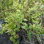 Rubia fruticosa Hoja