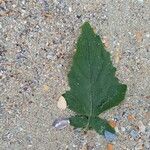 Rhamphospermum arvense Leaf