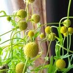 Helenium aromaticum 花