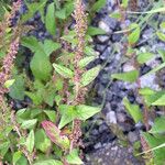 Chenopodium polyspermum Vekstform