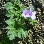 Erodium ciconium ᱮᱴᱟᱜ