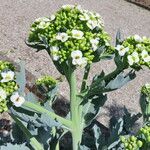 Crambe maritima Цветок