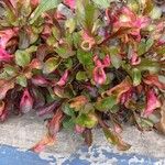 Alternanthera bettzickiana Folha