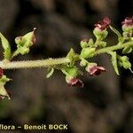 Scrophularia arguta Otro