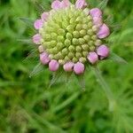 Knautia arvensisFlor